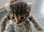 Spotted Bobtail With Curled Ears - Bengal Kitten For Sale - Cedar Springs&comma; MI&comma; US