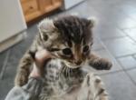 Curled Ear Kittens - American Curl Kitten For Sale - Cedar Springs&comma; MI&comma; US