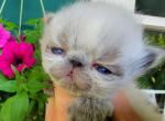 Miss Raven River Kitten - Persian Kitten For Sale - Portland&comma; OR&comma; US
