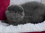 Eastvale CA Scottish fold boy Pepper blue solid - Scottish Fold Kitten For Sale - CA&comma; US