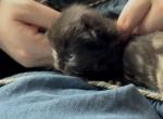 Petunia of Topaz - Domestic Kitten For Sale - 