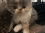 Cait - Persian Kitten For Sale - Fulshear&comma; TX&comma; US