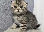 Henry - Scottish Fold Kitten For Sale - 