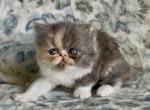 Miss Puff the dilute calico - Persian Kitten For Sale - Delta&comma; PA&comma; US