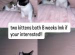2  cute  kittens - American Shorthair Kitten For Sale - Dearborn Heights&comma; MI&comma; US