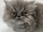 Sterling - Persian Kitten For Sale - 