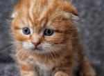 Bobby - Scottish Fold Kitten For Sale - North Richland Hills&comma; TX&comma; US