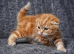 Bobby - Scottish Fold Kitten For Sale - North Richland Hills&comma; TX&comma; US