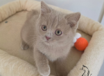 Zeus - British Shorthair Kitten For Sale - TN&comma; US