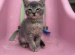 Gray domestic male - Domestic Kitten For Sale - Auburn&comma; WA&comma; US