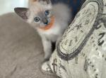 Simon - Siamese Kitten For Sale - Evansville&comma; WI&comma; US