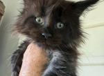 Shelley - Maine Coon Kitten For Sale - 