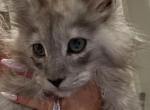 Alvin - Maine Coon Kitten For Sale - 
