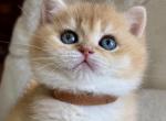 Plushie - British Shorthair Kitten For Sale - Vancouver&comma; WA&comma; US