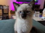 Mali - Siamese Kitten For Sale - Somerville&comma; MA&comma; US