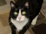 Sasha pj sissy - American Shorthair Cat For Adoption - Houston&comma; TX&comma; US