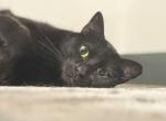 Mac - Domestic Cat For Adoption - Scottsdale&comma; AZ&comma; US