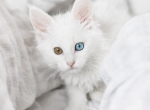 Odd Eyed Maine Coon DELIVERY INCLUDED - Maine Coon Kitten For Sale - 