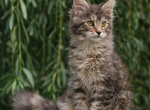 XXL Show Maine Coon Female Rare Tabby - Maine Coon Kitten For Sale - Firestone Park&comma; CA&comma; US