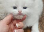 TICA REGISTERED Ragdoll kitten - Ragdoll Kitten For Sale - 