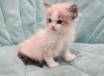 TICA registered ragdoll kittens - Ragdoll Kitten For Sale - 
