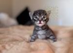 Waitlist F4 Savannah - Savannah Kitten For Sale - NV&comma; US