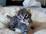 Waitlist F4 Savannah TICA - Savannah Kitten For Sale - NV&comma; US
