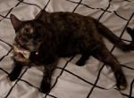 Clover - Domestic Cat For Sale - Canoga Park&comma; CA&comma; US
