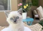 Cloud - Ragdoll Kitten For Sale - Longwood&comma; FL&comma; US