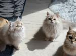 Celesta lilac golden - British Shorthair Kitten For Sale - Matthews&comma; NC&comma; US