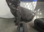 Bombay - Bombay Kitten For Sale - Las Vegas&comma; NV&comma; US