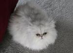 Gabriel - Persian Cat For Sale - NJ&comma; US