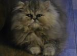 Arya's Kittens - Persian Kitten For Sale - NJ&comma; US