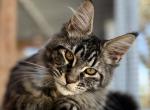 MonaLisa - Maine Coon Kitten For Sale - 