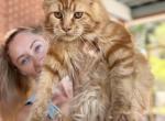 Adoption  Svetlana pet only - Maine Coon Kitten For Sale - Jacksonville&comma; FL&comma; US