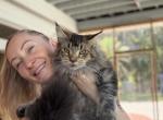 Cimba  the Polydactyl - Maine Coon Kitten For Sale - Jacksonville&comma; FL&comma; US