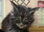 Silver smoke babies - Maine Coon Kitten For Sale - Jacksonville&comma; FL&comma; US