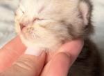 chocolate marble - Scottish Fold Kitten For Sale - Hollywood&comma; FL&comma; US