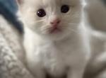 Dobby - Ragdoll Kitten For Sale - Saugerties&comma; NY&comma; US