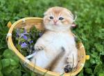Luna - Scottish Fold Kitten For Sale - 