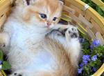 Teddy - Scottish Straight Kitten For Sale - 