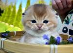 Sunny - Scottish Fold Kitten For Sale - 