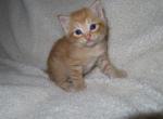 orange kittens - Domestic Kitten For Sale - 