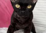 Gloria - Devon Rex Kitten For Sale - 