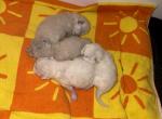 Ziba last litter - Persian Kitten For Sale - Walkersville&comma; MD&comma; US