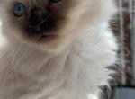 Ragamese male kitten - Ragdoll Kitten For Sale - Newbury&comma; MA&comma; US