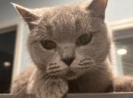 Gracy - British Shorthair Cat For Sale - North Brunswick Township&comma; NJ&comma; US