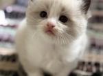 Gatita - Ragdoll Kitten For Sale - Saugerties&comma; NY&comma; US