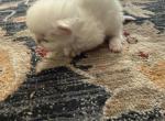 Persians white kittens - Persian Kitten For Sale - Palm Coast&comma; FL&comma; US