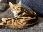 Rocket Pure Bengal - Bengal Cat For Sale - 